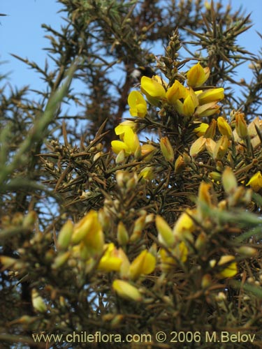 Bild von Ulex europaeus (Corena / Espinillo / Yáquil). Klicken Sie, um den Ausschnitt zu vergrössern.